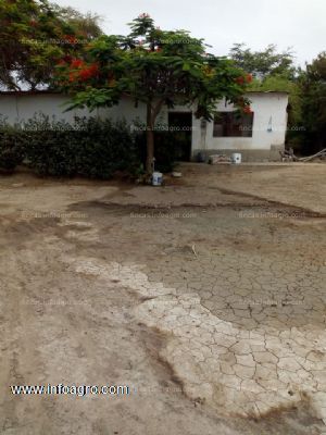 En venta  terreno agrícola de 59 hectáreas en túcume, lambayeque