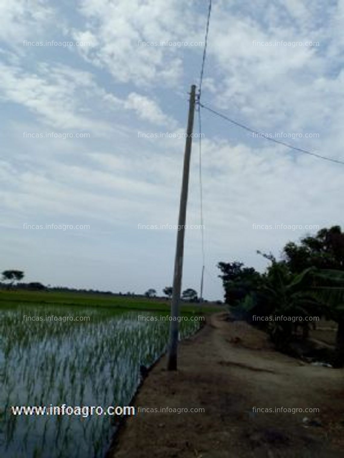 Fotos de En venta  terreno agrícola de 59 hectáreas en túcume, lambayeque