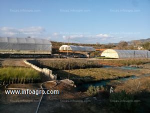 En alquiler o traspasa vivero de produccion