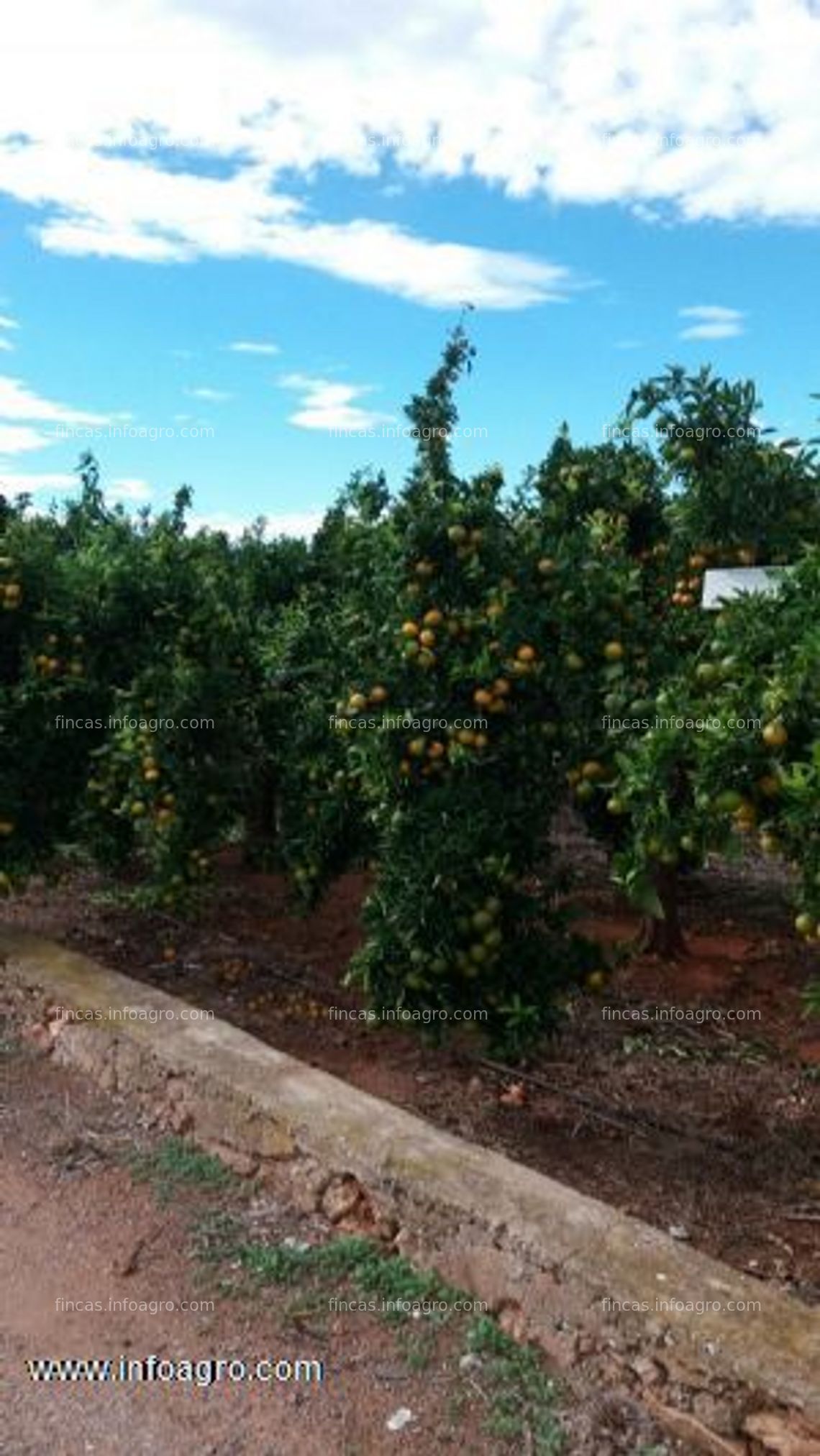 Fotos de En venta  finca de naranjas en plena producción