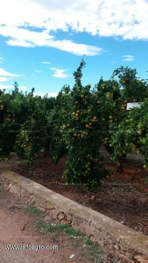 En venta  finca de naranjas en plena producción