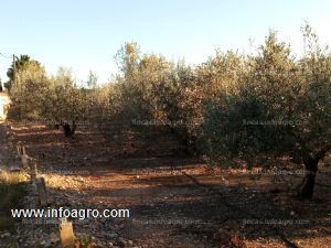 En venta  olivar de 12.697,68 m2 en plena producción en turis. valencia