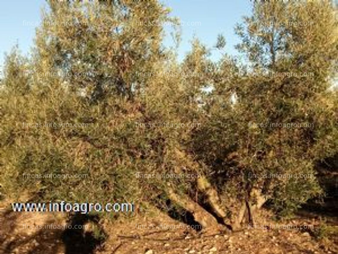 Fotos de En venta  olivar de 12.697,68 m2 en plena producción en turis. valencia