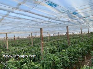 Se vende invernadero en La Cañada de San Urbano y 3 viviendas independientes- Almería 