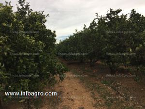 En venta  finca de cítricos