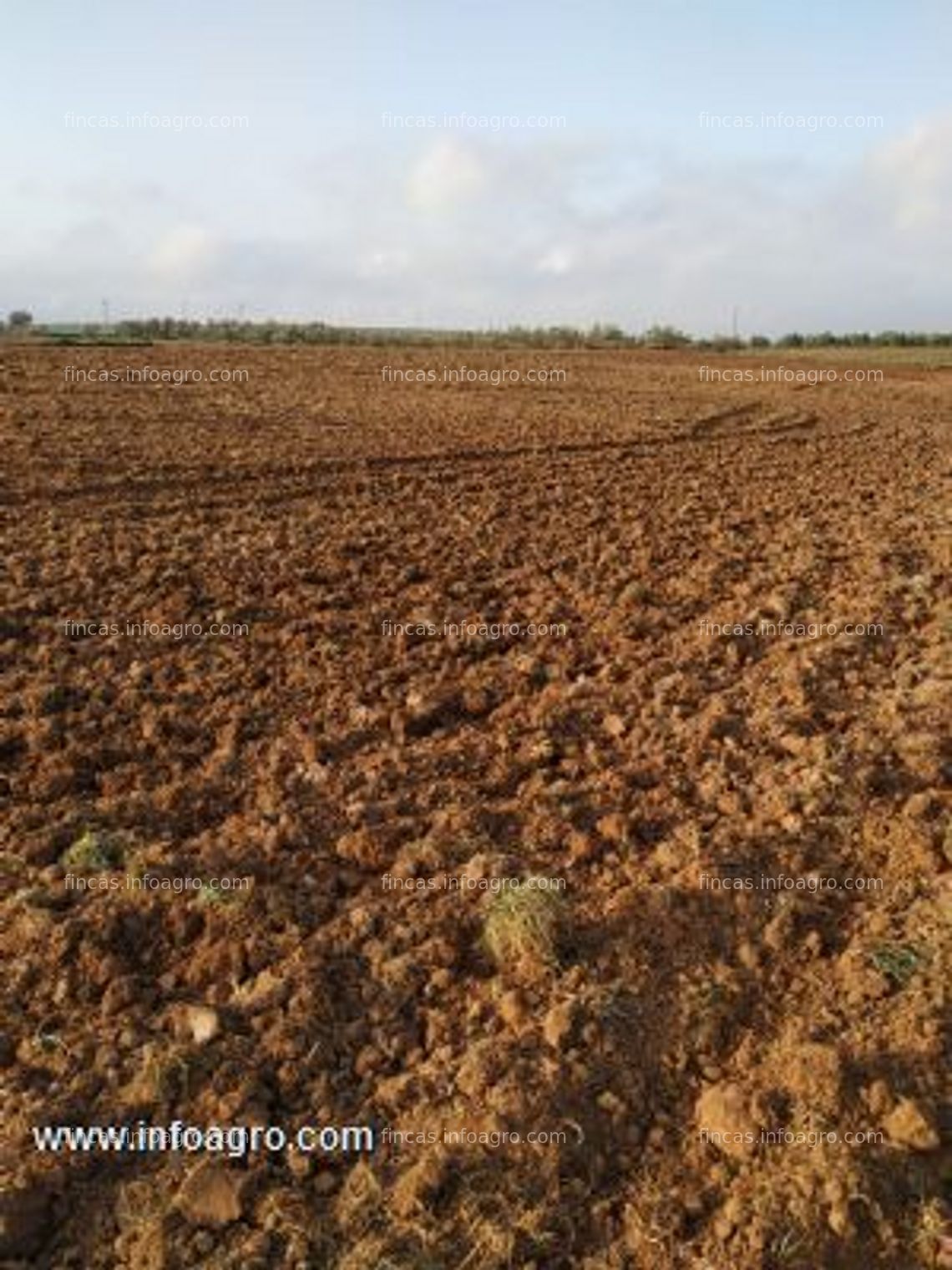 Fotos de En venta  finca de 7,3 ha de tierra arable en campillos