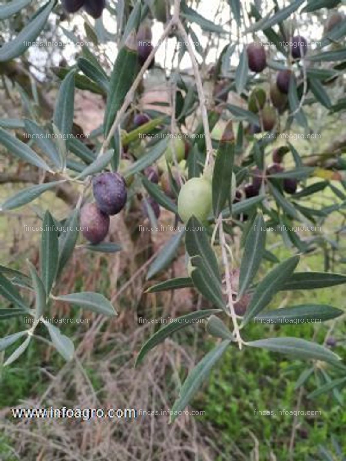 Fotos de En venta  finca de 7,3 ha de tierra arable en campillos