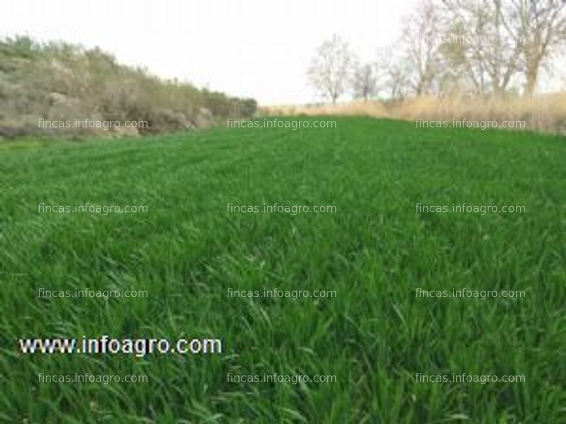 Fotos de Vendo terreno agrícola de regadio