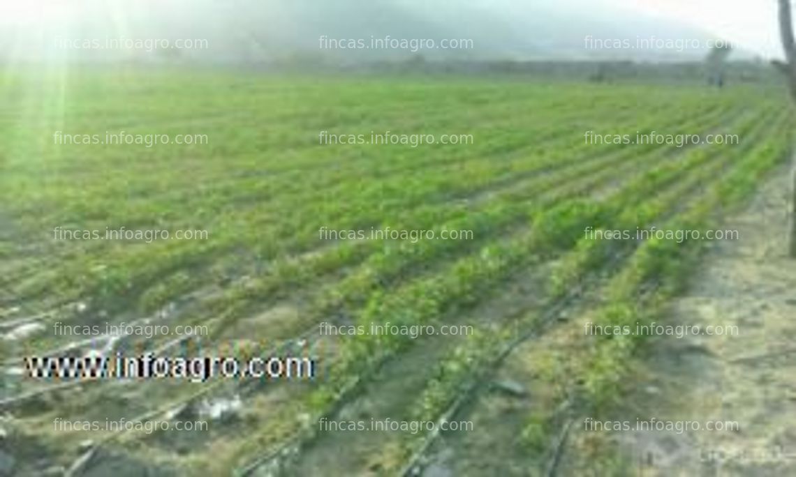 Fotos de En venta  FINCA DE 6 HECTAREAS