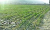 Fotos de En venta  FINCA DE 6 HECTAREAS
