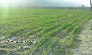 En venta  FINCA DE 6 HECTAREAS