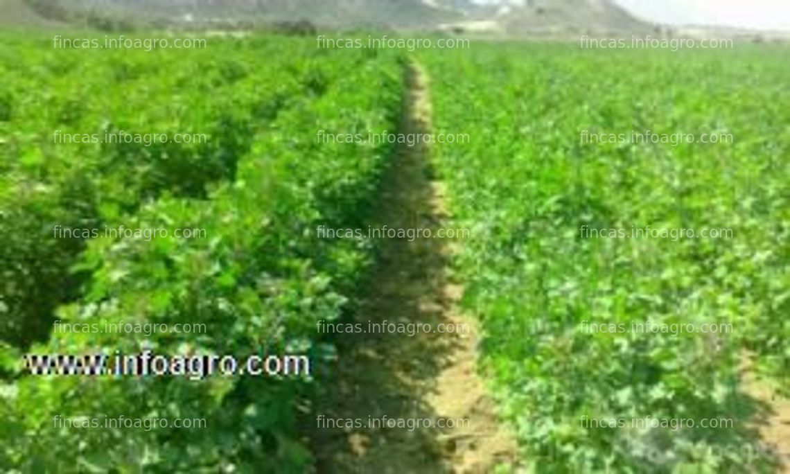 Fotos de En venta  FINCA DE 6 HECTAREAS
