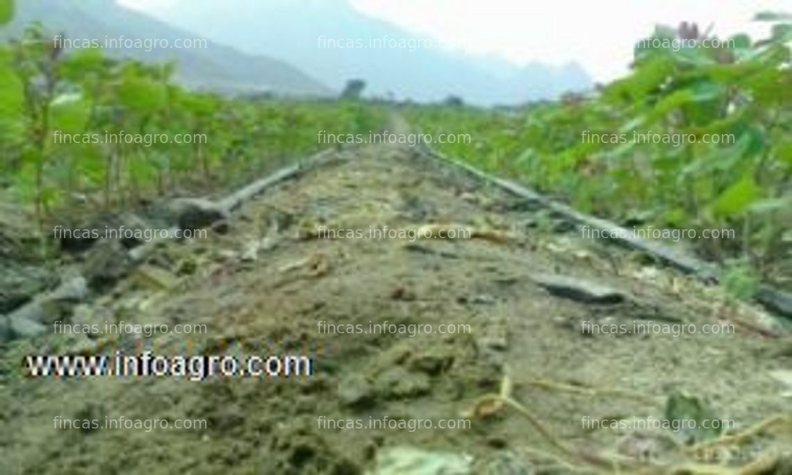 Fotos de En venta  FINCA DE 6 HECTAREAS