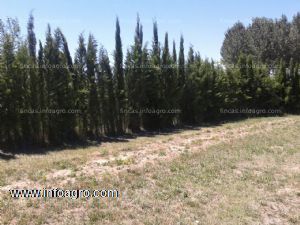 En venta precioso terreno murallas de grisen zaragoza