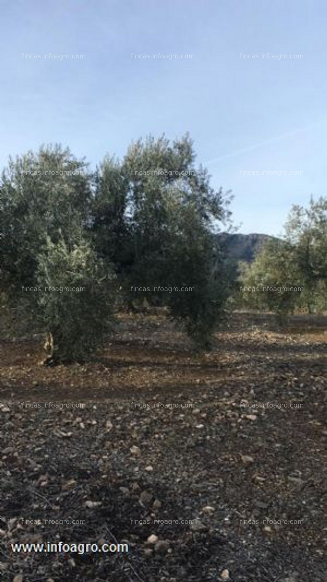 Fotos de A la venta olivar en belmez de la moraleda