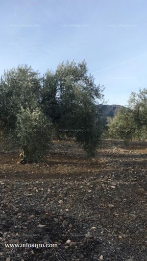 A la venta olivar en belmez de la moraleda