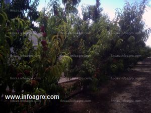 Vendo finca de regadío en plena producción de melocotoneros, con instalación eléctrica, sistema automatizado de regadío y abono, con casa y almacenes. en cieza.