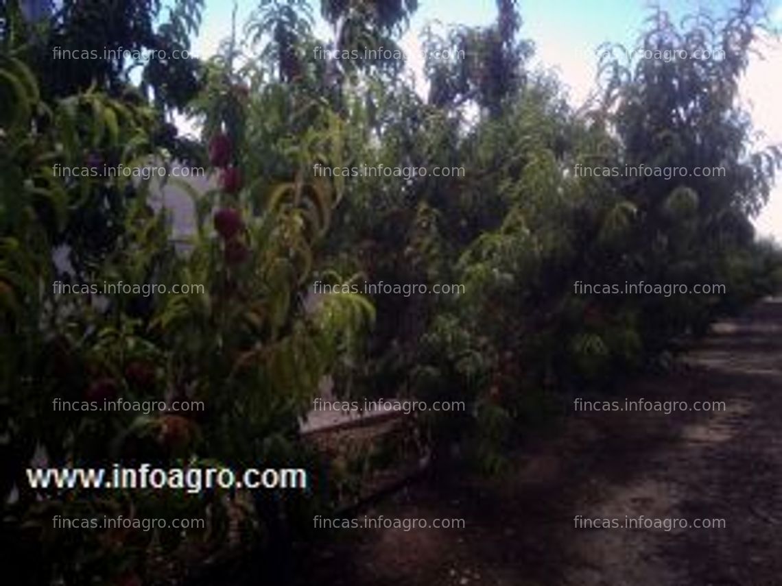 Fotos de Vendo finca de regadío en plena producción de melocotoneros, con instalación eléctrica, sistema automatizado de regadío y abono, con casa y almacenes. en cieza.