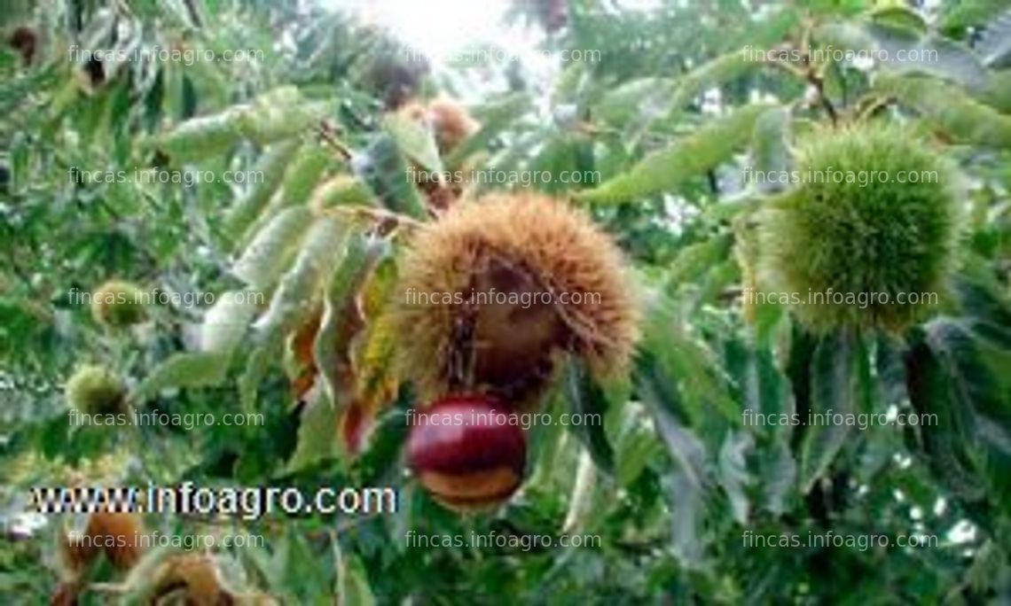 Fotos de Vendo finca de castaños  en ronda málaga  rentabilidad total