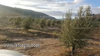 Fotos de En venta  3000 olivos jovenes intensivos, con riego y subvencion