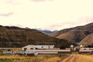 A la venta fundo ganadero en producción con manejo tecnificado, agro industrial de reconocido prestigio a nivel nacional