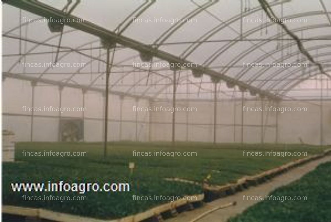 Fotos de Se vende invernadero usado ulma, 2300 m2 multicapilla, con ventilaciones. muy buen estado