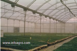 Se vende invernadero usado ulma, 2300 m2 multicapilla, con ventilaciones. muy buen estado