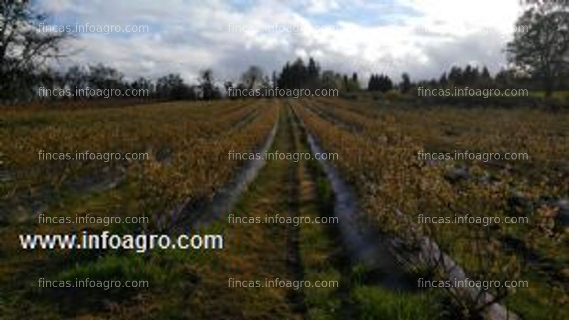 Fotos de En venta  o alquila plantación de arandanos en cuarto año de producción