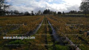 En venta  o alquila plantación de arandanos en cuarto año de producción