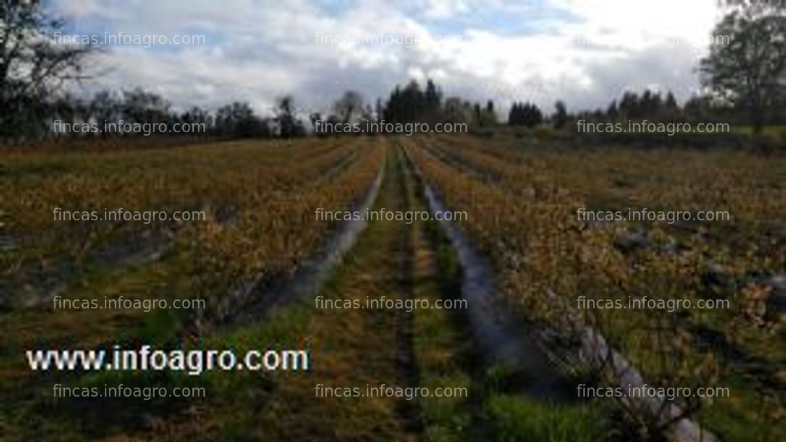 Fotos de En venta  o alquila plantación de arandanos en cuarto año de producción