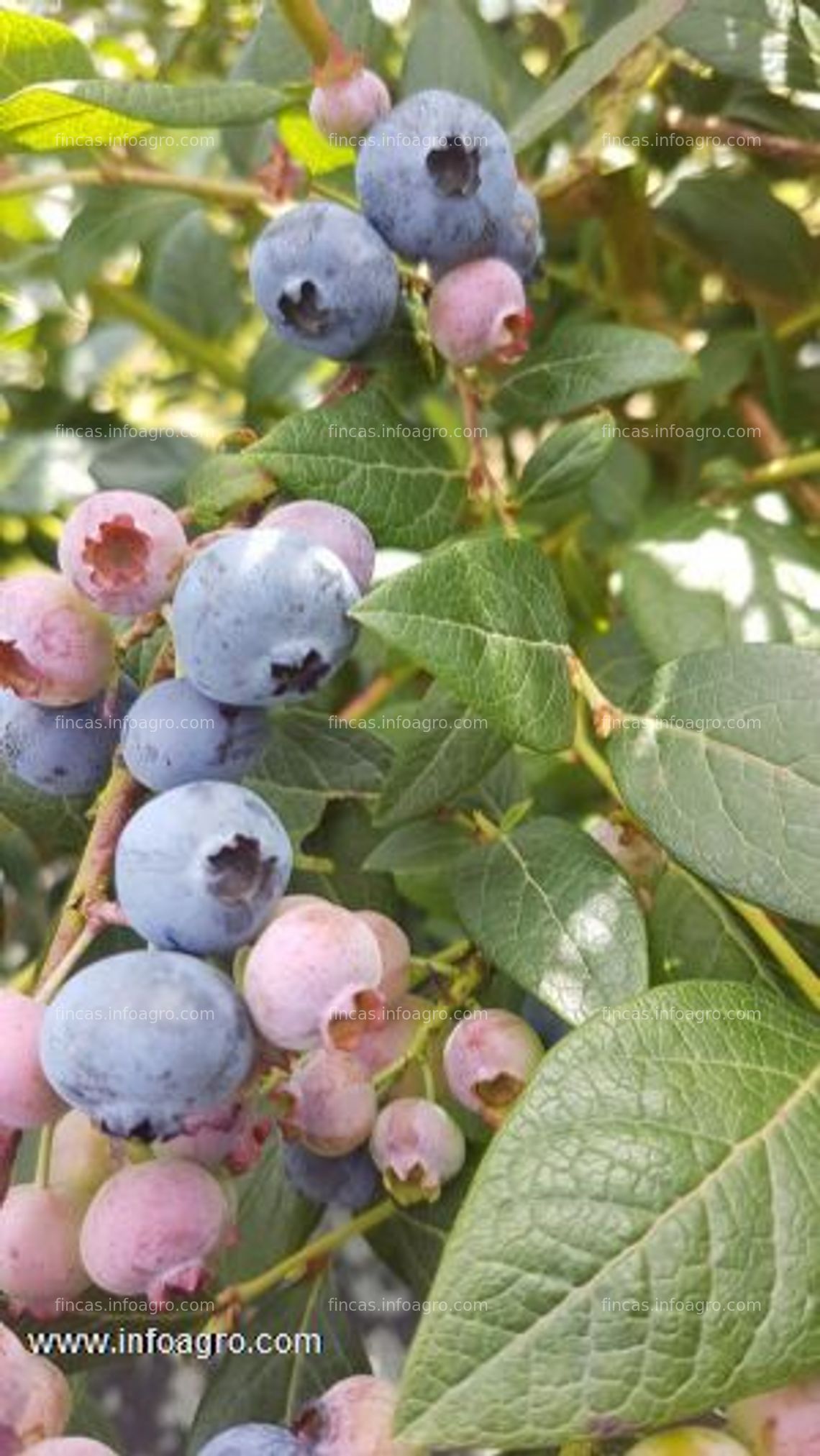 Fotos de En venta  o alquila plantación de arandanos en cuarto año de producción