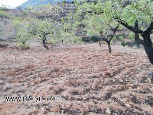 Vendo oportunidad finca rustica en turon