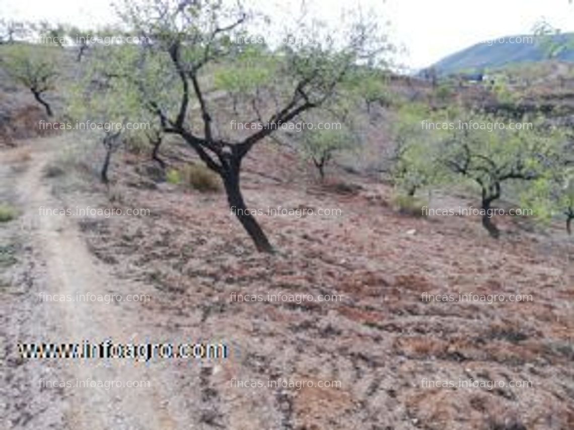 Fotos de Vendo oportunidad finca rustica en turon