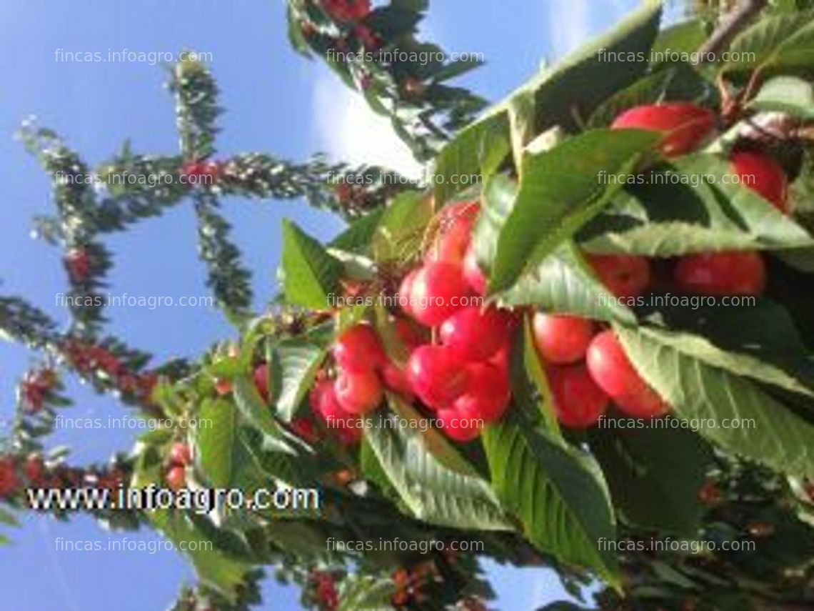 Fotos de A la venta finca con habitacion, nogales, almendral e muchas  otras fruteras