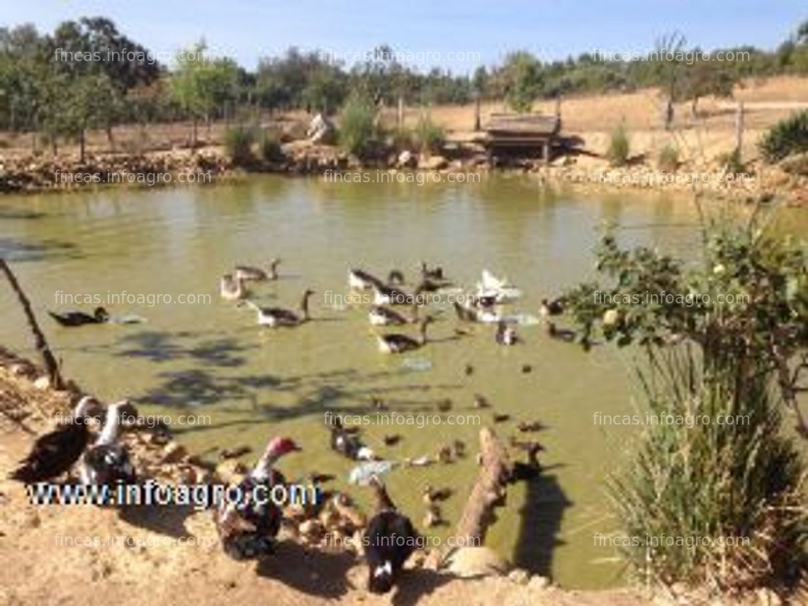 Fotos de A la venta finca con habitacion, nogales, almendral e muchas  otras fruteras