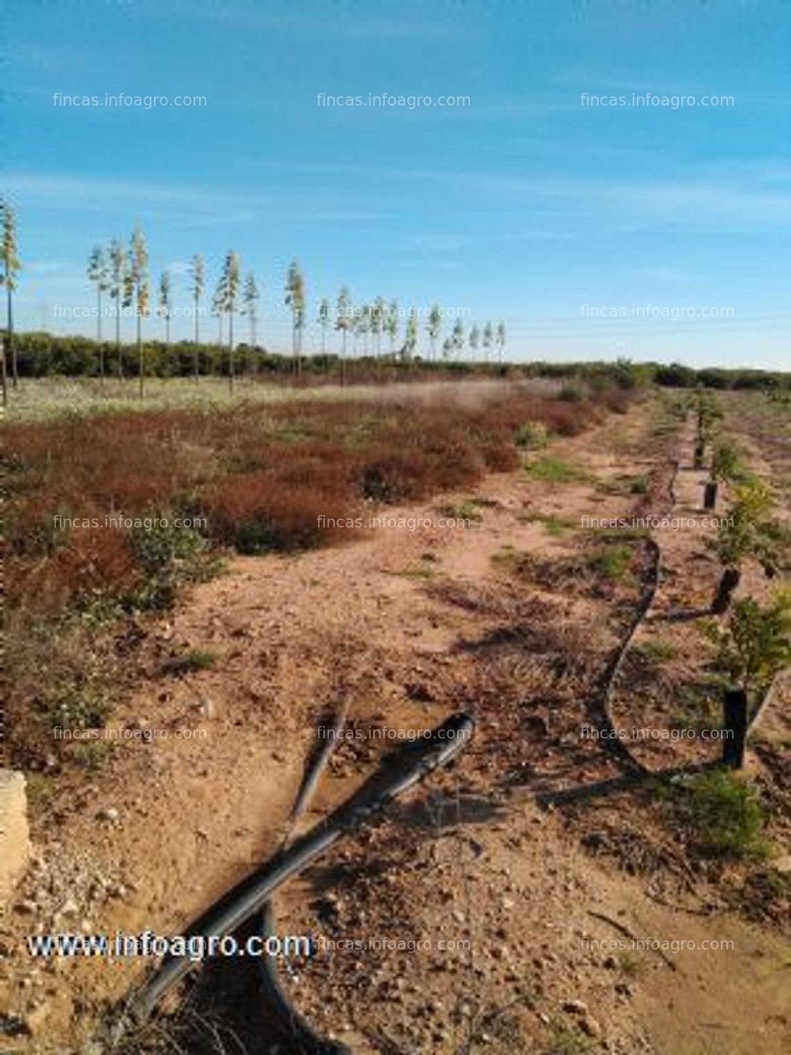 Fotos de En venta  1 hg de tierra campa, con riego localizado, en término de vila-real,  castellón.