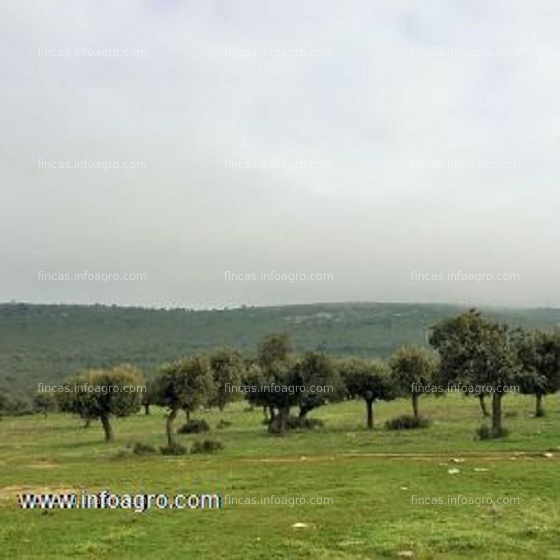 Fotos de En venta  preciosa finca -dehesa 300 ha en zamora