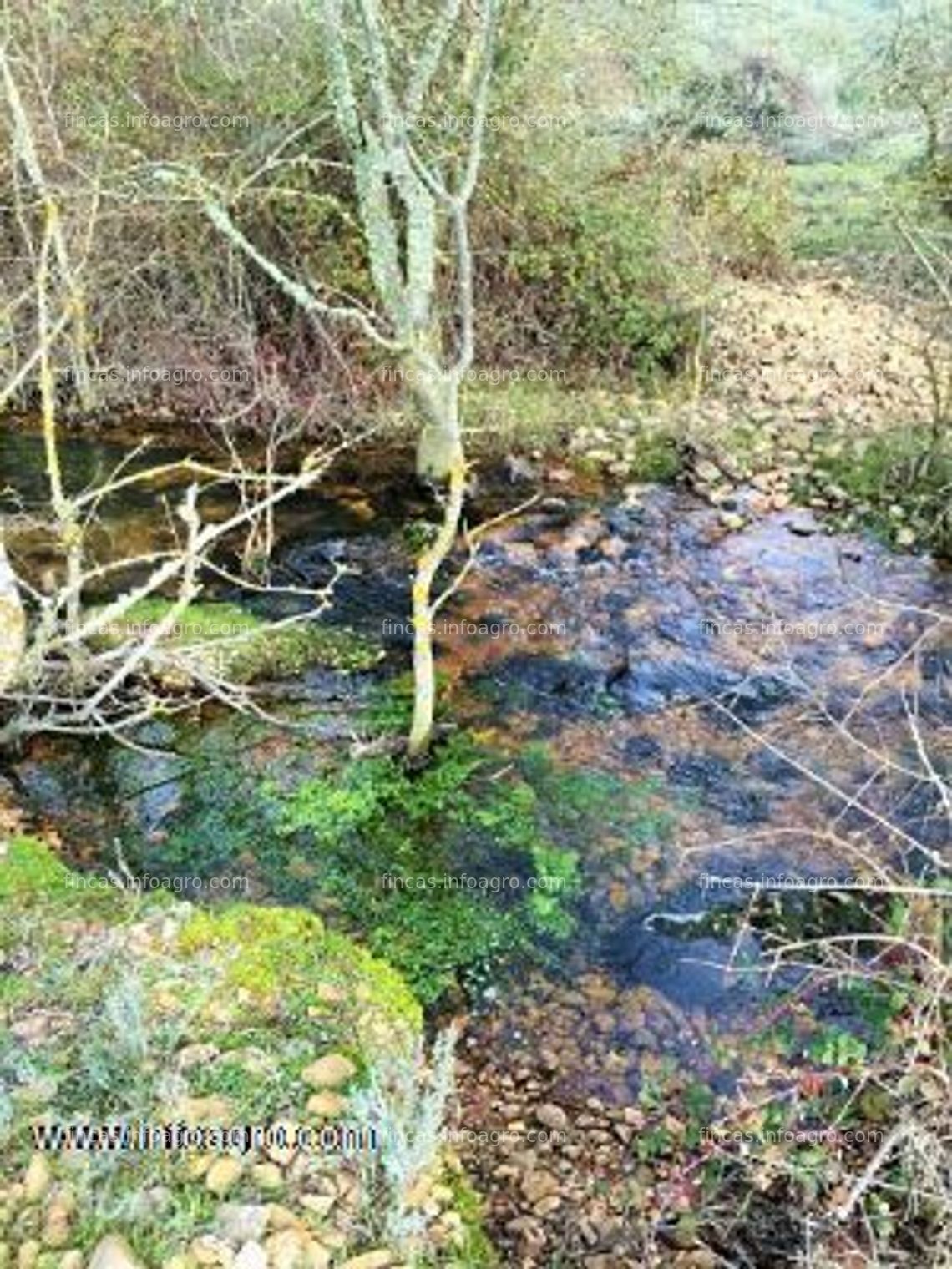 Fotos de En venta  preciosa finca -dehesa 300 ha en zamora