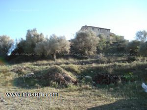 En venta  finca agro ganadera frente al castillo de miravet 60 hectáreas