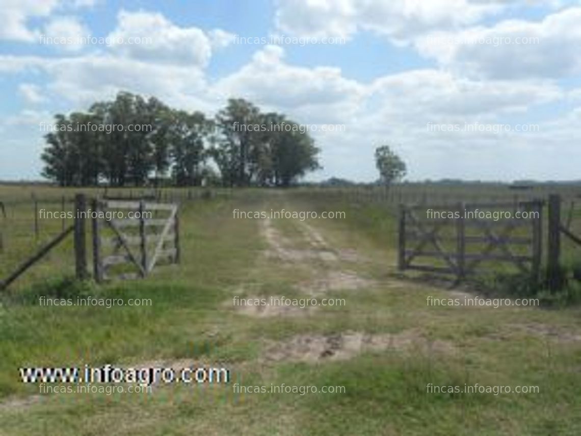 Fotos de A la venta campo en saladillo, bs. as.