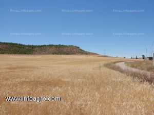 Vendo Finca rústica 45.000 m² aprox. monte Fontellas (Tudela-Navarra)-canal de lodosa