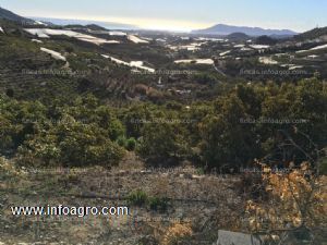 En venta  finca rústica de aguacates en producción con casa de campo. vistas preciosas a la bahía de altea. callosa de ensarriá