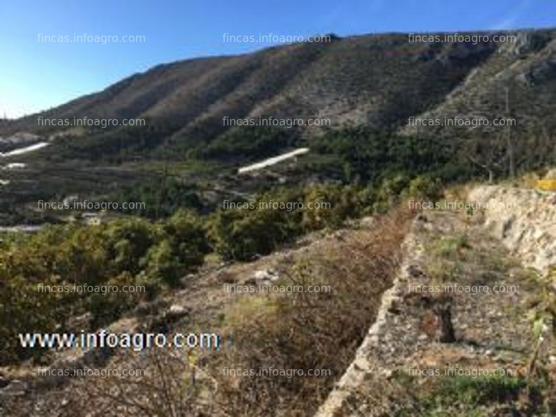 Fotos de En venta  finca rústica de aguacates en producción con casa de campo. vistas preciosas a la bahía de altea. callosa de ensarriá