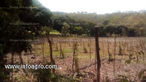 Se vende terreno san nicolas, mpio. actopan, veracruz