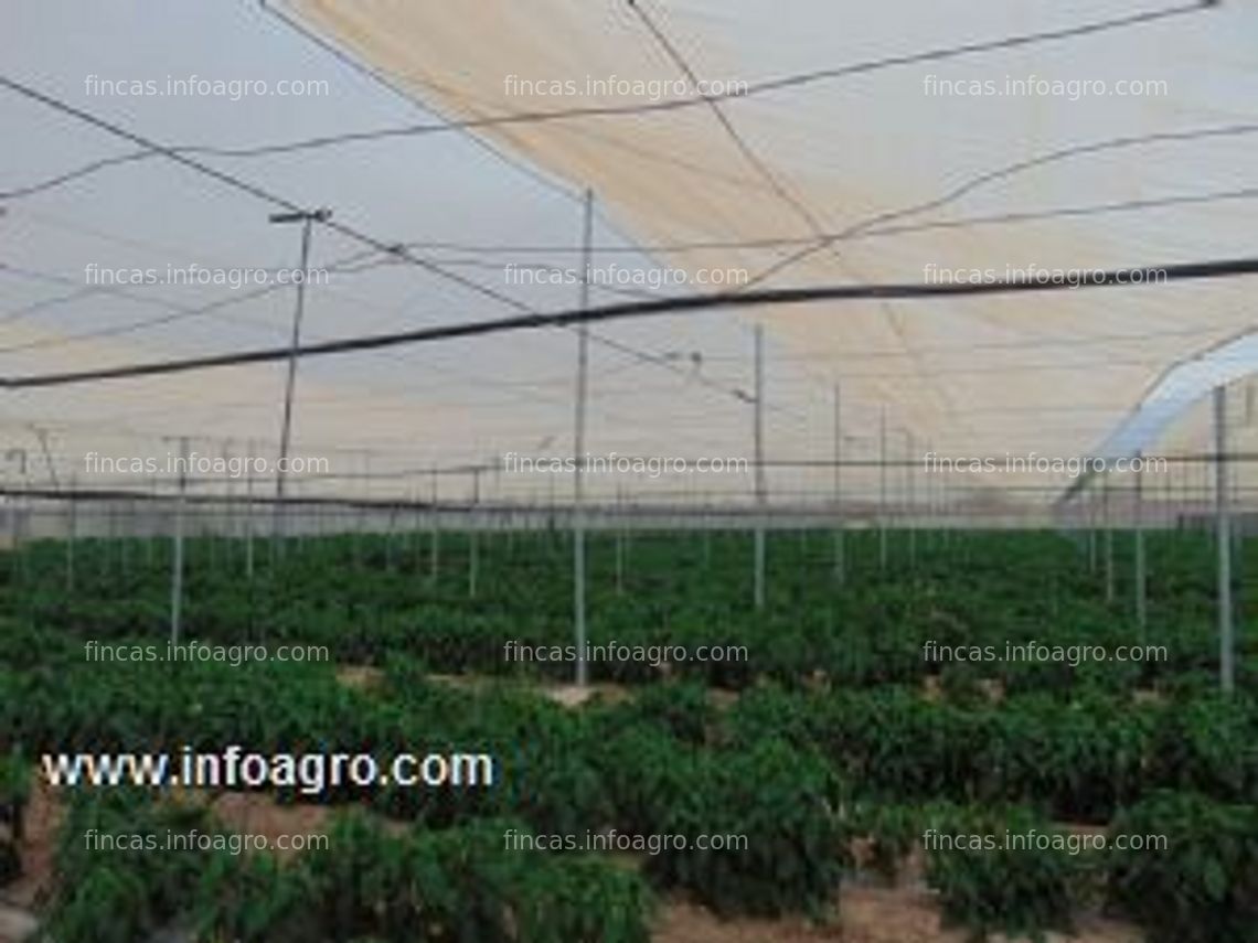 Fotos de A la venta finca de 3 hectáreas  para el cultivo horto-fruticola