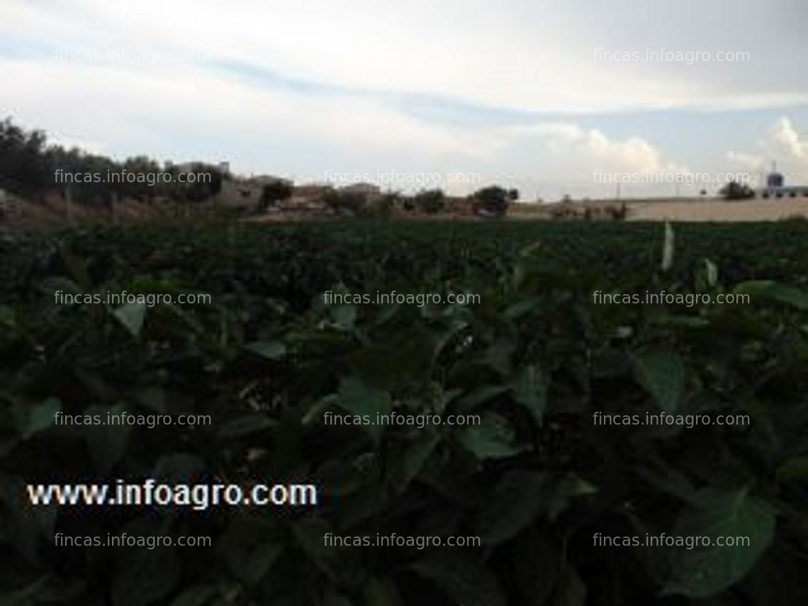 Fotos de A la venta finca de 3 hectáreas  para el cultivo horto-fruticola