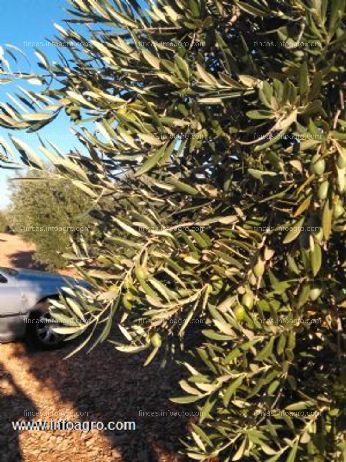 Fotos de A la venta de parcelas de olivas en torre de juan abad