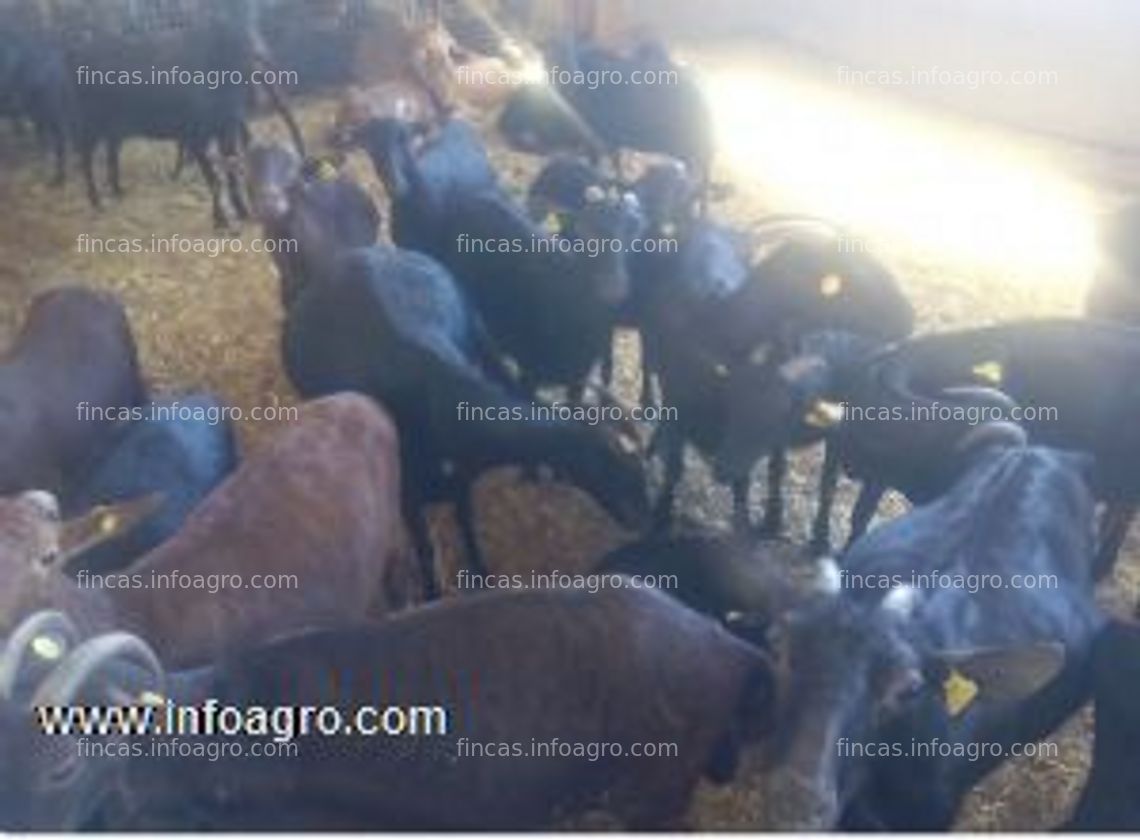 Fotos de Vendo de ganado ovino y caprino ( y /o explotacion ganadera)
