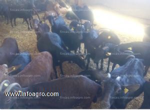 Vendo de ganado ovino y caprino ( y /o explotacion ganadera)