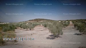 En venta  olivar de 24 fanegas, de secano, a pie de la carretera osuna- saucejo, se-487, en plena producción, en osuna (sevilla)